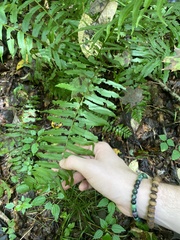 Homalosorus pycnocarpos