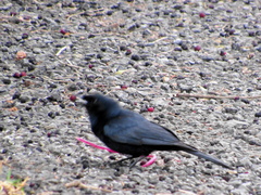 Melaenornis pammelaina ater