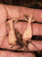 Lactarius subpurpureus