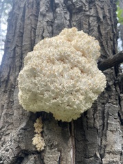 Hericium