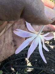 Knowltonia tenuifolia