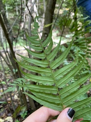 Homalosorus pycnocarpos