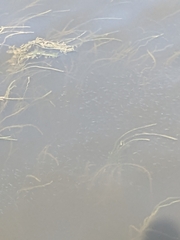 Actinopterygii