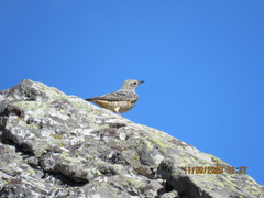 Monticola saxatilis