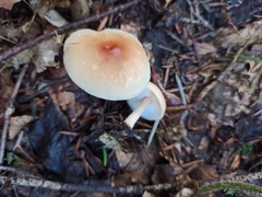 Basidiomycota