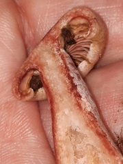 Lactarius subpurpureus