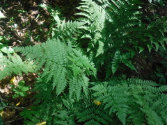Dryopteris carthusiana