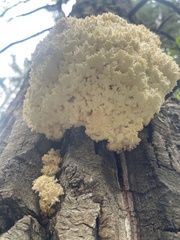 Hericium