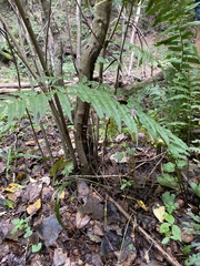 Homalosorus pycnocarpos