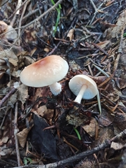 Basidiomycota