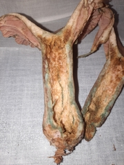 Lactarius subpurpureus