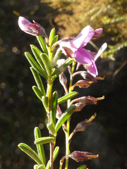 Indigofera concava