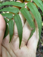 Homalosorus pycnocarpos