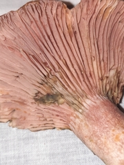 Lactarius subpurpureus