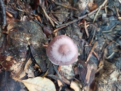 Mycena pura