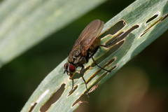 Muscoidea
