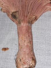 Lactarius subpurpureus