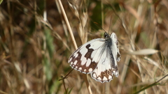 Melanargia lachesis
