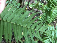 Homalosorus pycnocarpos