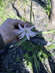 Knowltonia tenuifolia
