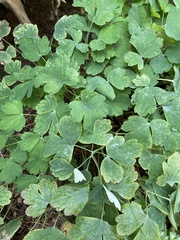 Aquilegia canadensis