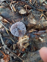 Mycena pura