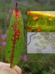 Pucciniastrum epilobii