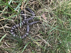 Lampropeltis triangulum