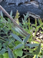 Knowltonia tenuifolia