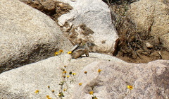 Ammospermophilus leucurus