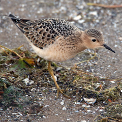 Calidris subruficollis