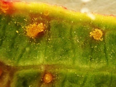 Pucciniastrum epilobii