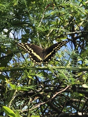 Papilio palamedes