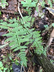 Dryopteris carthusiana