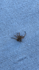Lycosidae