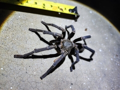 Ornithoctoninae