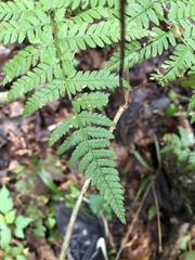 Dryopteris carthusiana