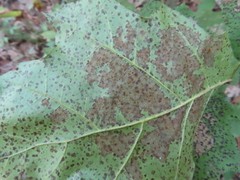 Apiognomonia errabunda