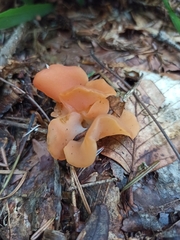 Guepinia helvelloides