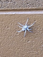 Lycosidae