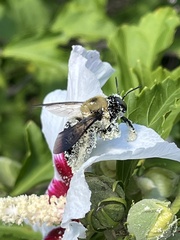 Xylocopa virginica virginica