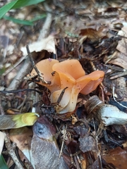 Guepinia helvelloides