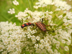Trichodes apiarius