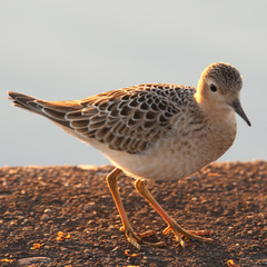 Calidris subruficollis