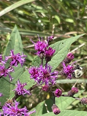 Vernonia missurica