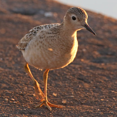 Calidris subruficollis