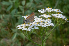 Thymelicus sylvestris
