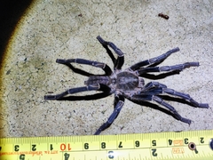 Ornithoctoninae
