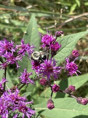 Vernonia missurica