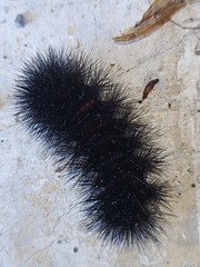 Hypercompe scribonia